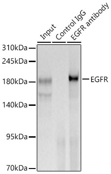 EGFR antibody