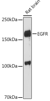 EGFR antibody