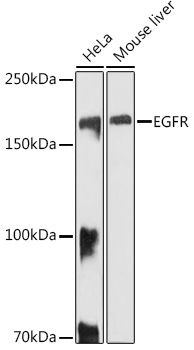 EGFR antibody