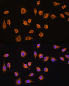 SLC20A1 antibody