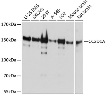 CC2D1A antibody