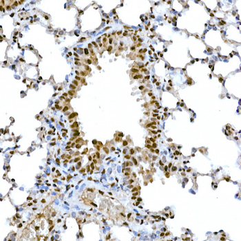 SNAI1 antibody