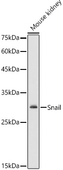 SNAI1 antibody