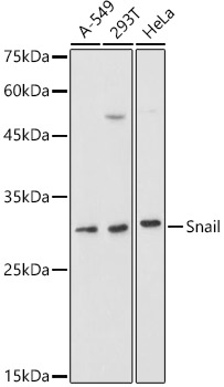 SNAI1 antibody