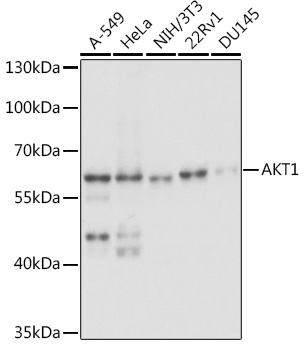 AKT1 antibody