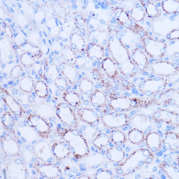 SIRT3 antibody