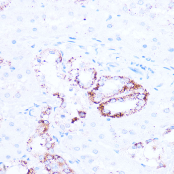 SIRT3 antibody