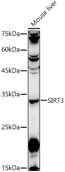 SIRT3 antibody