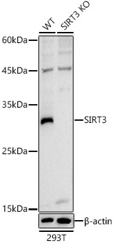 SIRT3 antibody