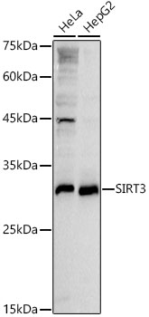 SIRT3 antibody