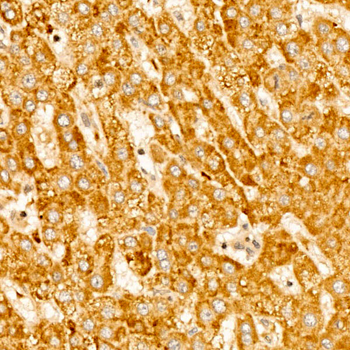 RPS10 antibody