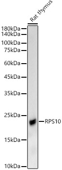 RPS10 antibody