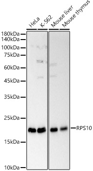 RPS10 antibody