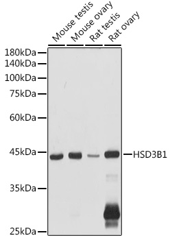 HSD3B1 antibody