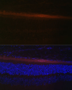 RDH5 antibody