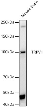 TRPV1 antibody