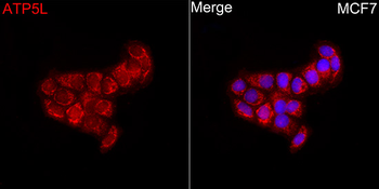 ATP5L antibody