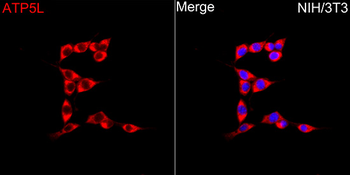 ATP5L antibody