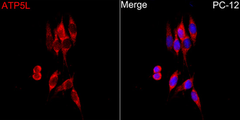 ATP5L antibody