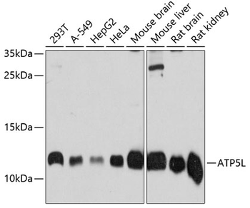 ATP5L antibody