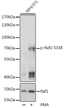 RAF1 (Phospho-pS338) antibody