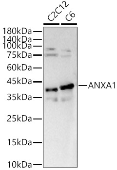 ANXA1 antibody