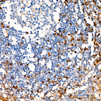 ANXA1 antibody