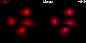 ANXA1 antibody