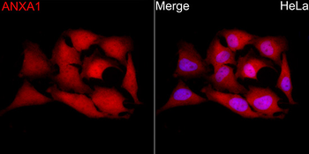 ANXA1 antibody