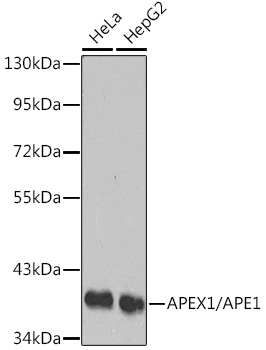 APEX1 antibody