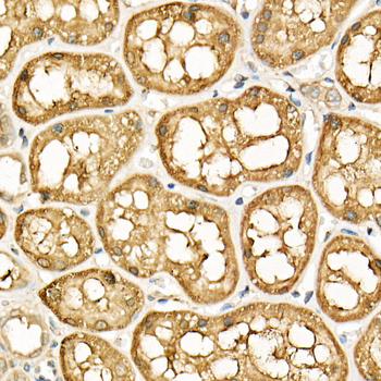 ATF6 antibody