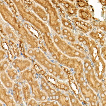 ATF6 antibody