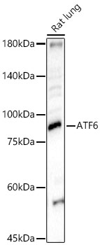 ATF6 antibody