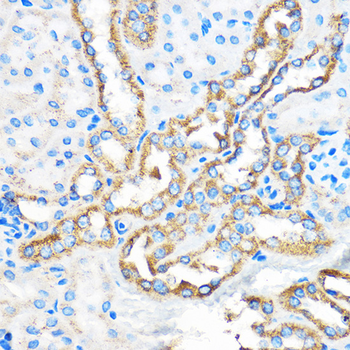 ATG5 antibody