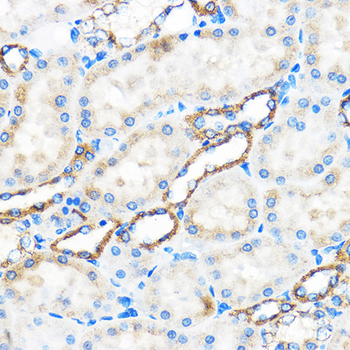 ATG5 antibody