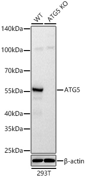 ATG5 antibody