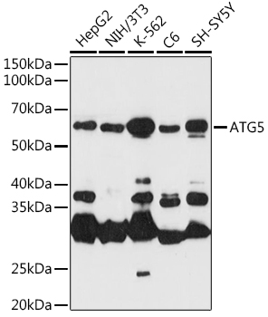 ATG5 antibody