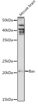 BAX antibody