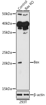 BAX antibody