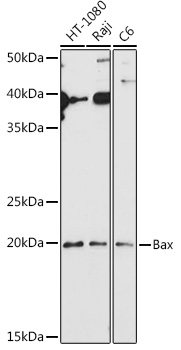 BAX antibody