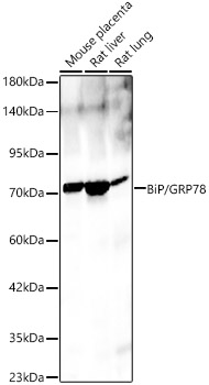 Bip antibody