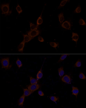 casp9 antibody