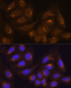 casp9 antibody