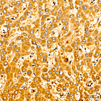 casp9 antibody