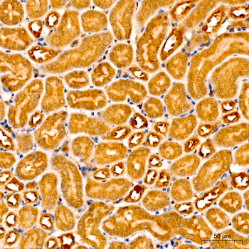 casp9 antibody