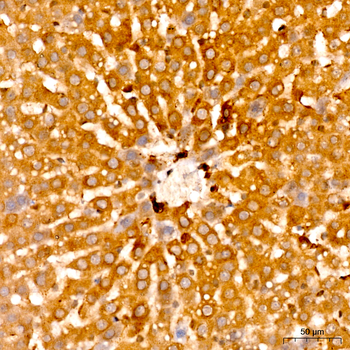 casp9 antibody