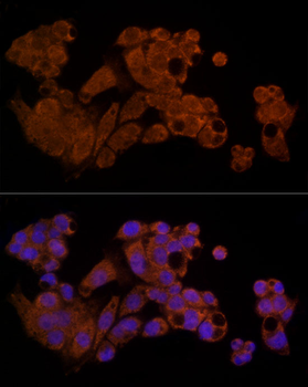 Caspase-8 antibody