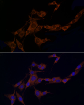 Caspase-8 antibody