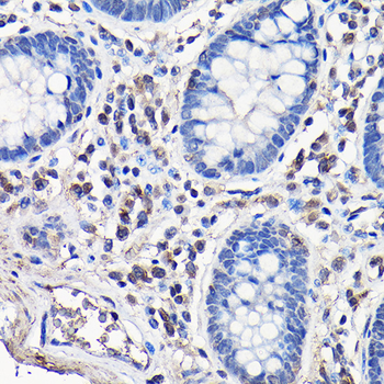 Caspase-8 antibody