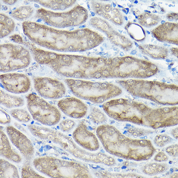 Caspase-8 antibody